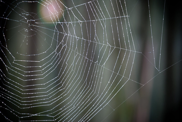090411_ Spider's Web #5