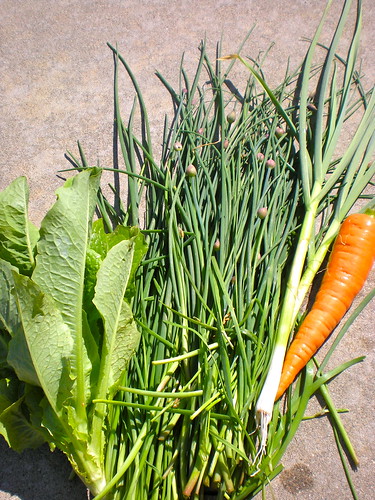 Saturday lunch harvest