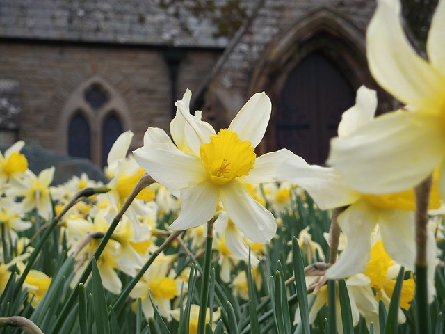 Church yard daffodils II