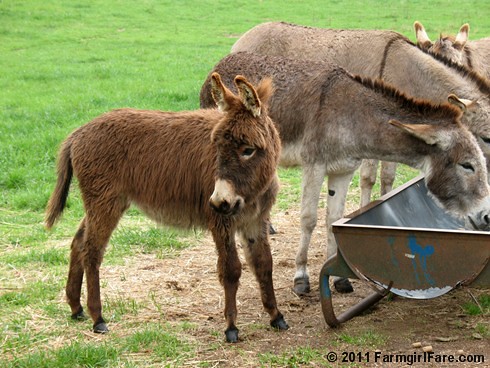 The Daily Donkey 65 That Gnat