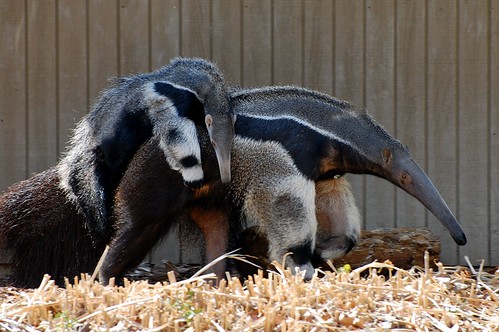 Giant Anteater and Baby by pastorbuhro, on Flickr