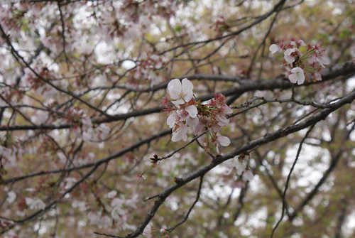 cherry blossoms.