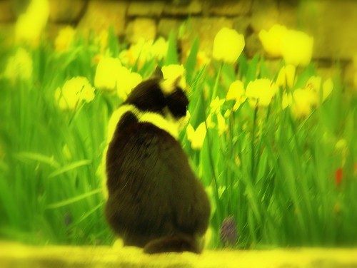 yellow tulip cat