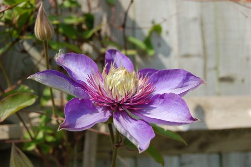 Clematis 2 by Whisperin' Al