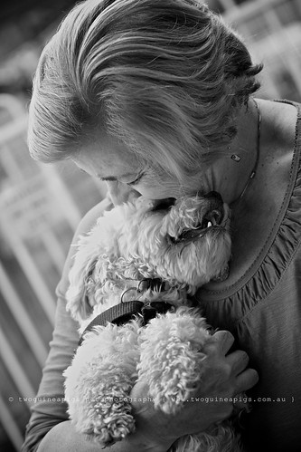 Cuddle Mozart poodle cross maltese dog photography by twoguineapigs Pet Photography