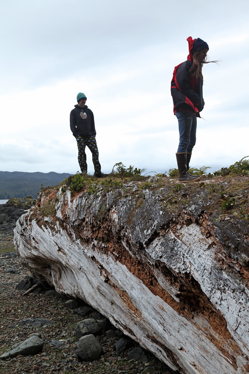 huge log on a beach, Kasaan, Alaska