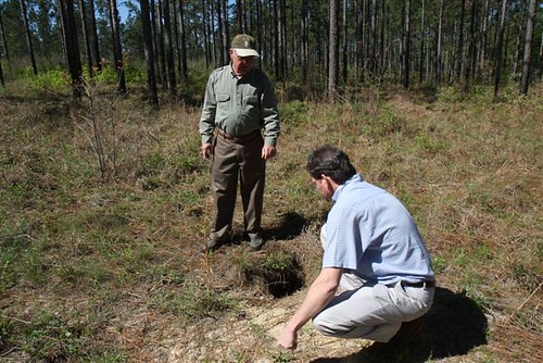 Landowner Orby Wright (left) and NRCS Soil Conservationist Lane Kimbrough examine a burrow made by a gopher tortoise at a longleaf pine farm in Purvis, Miss. More than 300 different vertebrate and invertebrate species rely on the burrows made by this endangered species.