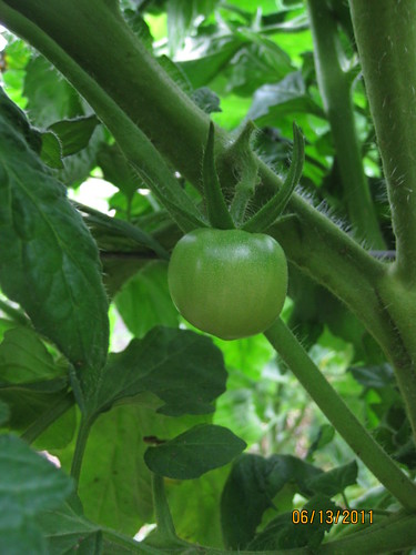 Momotaro tomaot
