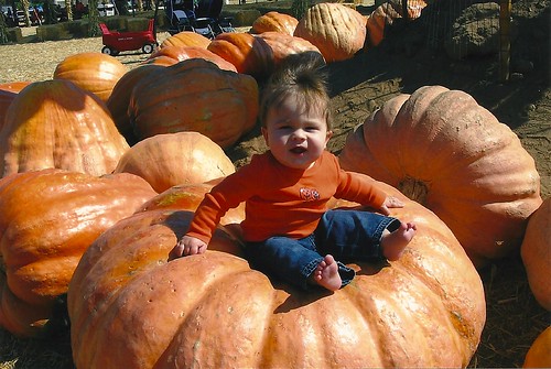 Ezra Pumpkin (7 months old)
