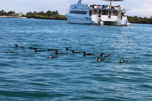 Penguins at Puerto Villamil