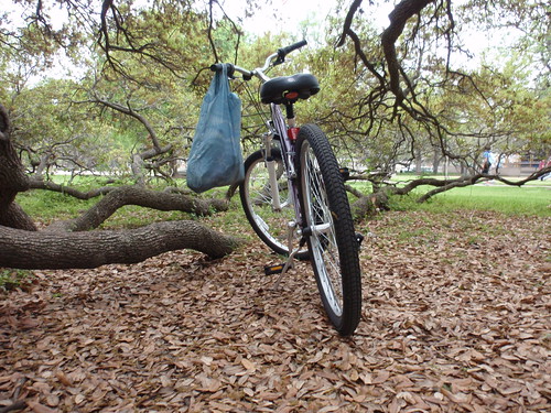 Bike Under Tree