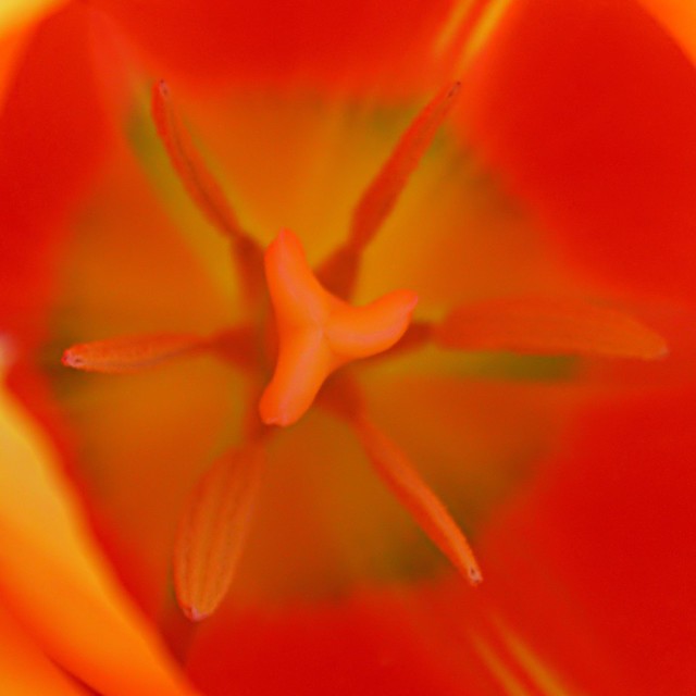 Cœur de tulipe orange