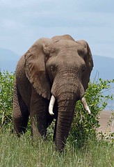 Elephant, Lake Manyara National Park