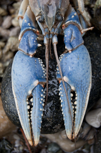 Burt Lake Crayfish II