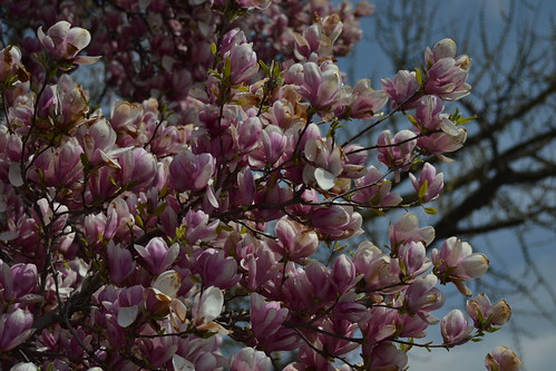 female genital tattoo_28. magnolia tree in bloom. Saucer Magnolia Tree in Bloom on the lawn of the White; Saucer Magnolia Tree in Bloom on the lawn of the White House Washington,