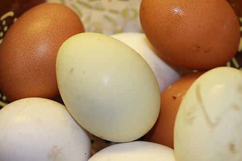 Fair Trade Eggs by zostra