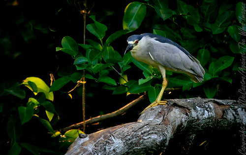 Black-crowned Night Heron_MG_6348 by Against The Wind Images