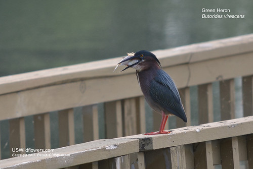 Green Heron with lunch