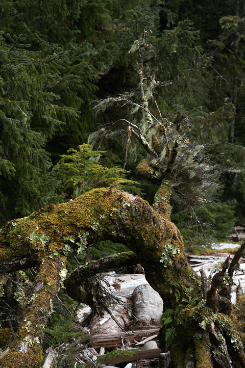 lichens on a tree, and more, Kasaan, Alaska
