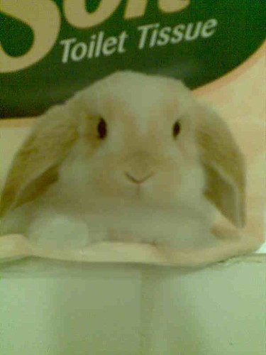 toilet bunny