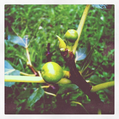 Tiny figs on our fig tree