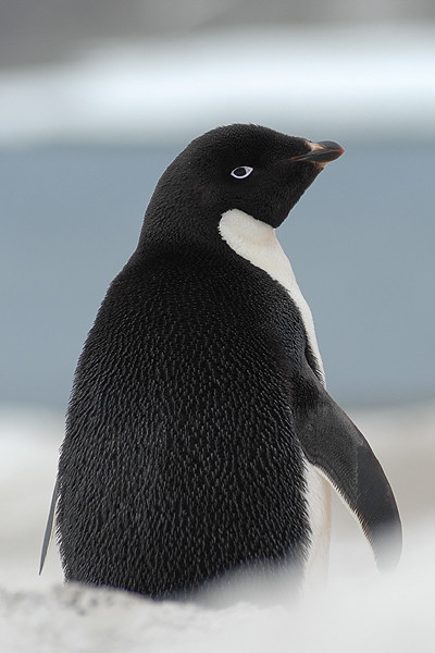 Adelie penguin on Antarctic Peninsula