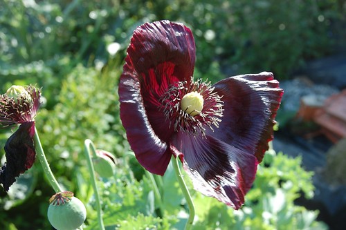 black opium poppy