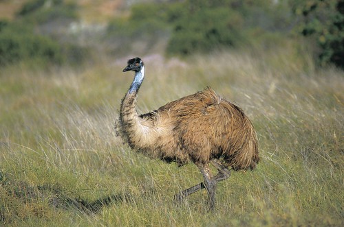 Emu in Cape Range Nat Park (2) (2).jpg