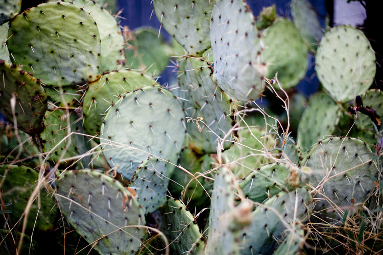 Marfa Cactus 
