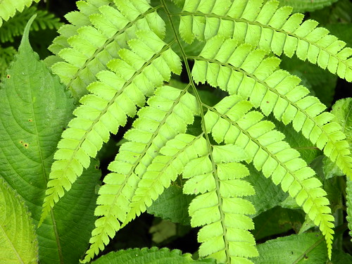Green Ferns  (by Queenie)