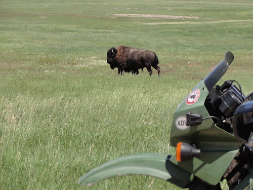 Badlands national park bison