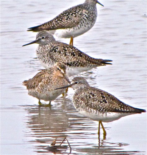 Long-billed Dowitcher with Lesser Yellowlegs 01
