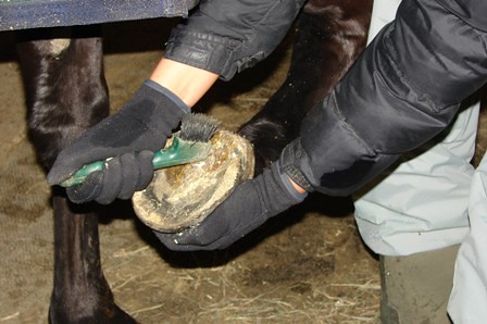 Picking out a hoof, horse care, stable management, horse training, horse training ontario