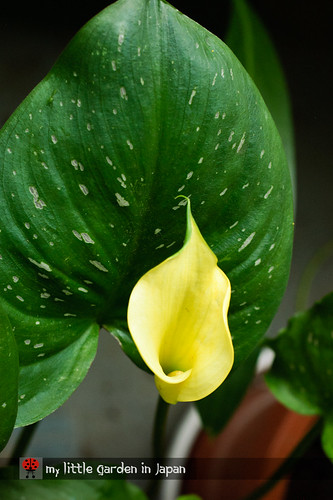 blooming-calla-lily-1