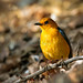 Bird in Kruger