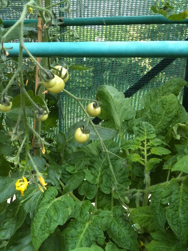Greenhouse Update 28th June 2011: Cherry Toms