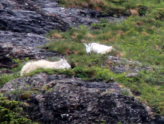 Mountain Goats distant 20110625