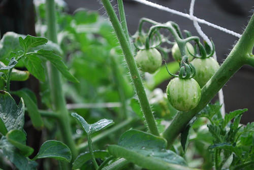 the tomatoes are growing!
