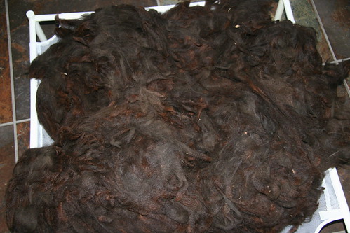 Raw alpaca fleece