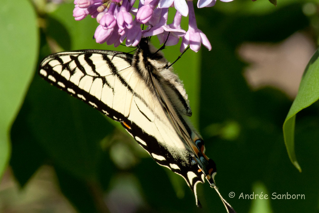 Eastern Tiger Swallowtail (Papilio glaucus)-14.jpg