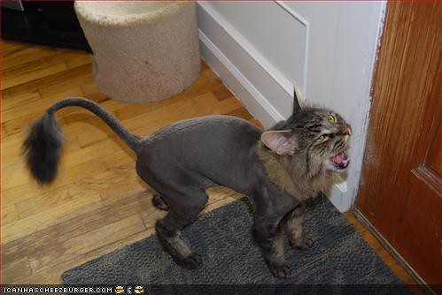 shaved-cat