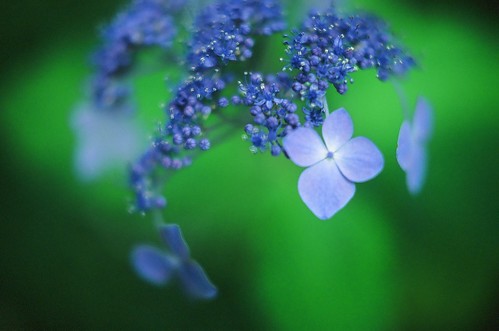 Blurred Hydrangea #6 by chizuru-bis