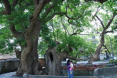 苗栗縣公館鄉有樟樹與茄苳兩巨木一起生活了約300年，是至死不渝的老朋友。圖片來自：林務局。