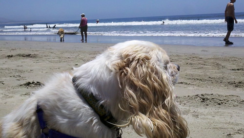 Daisy's First Beach Trip