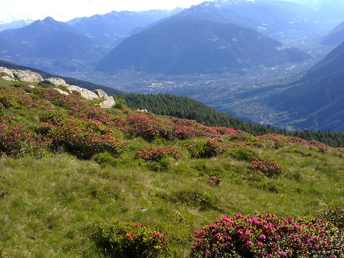Blühende Alpenrosen mit Blick auf Meran und das Vinschgau