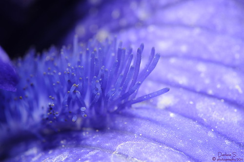 Purple Iris Stigma