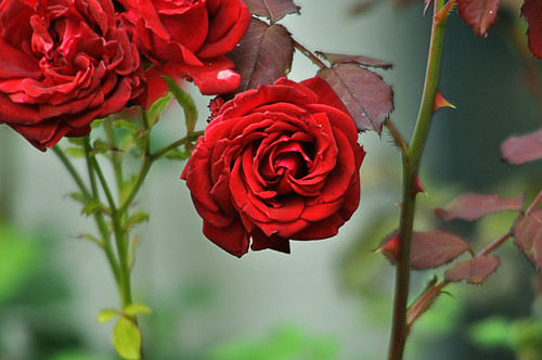 Rosa rosae rosas