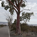 In mezzo al deserto ogni tanto si incontrano alberi dal tronco rosso (San Juan)