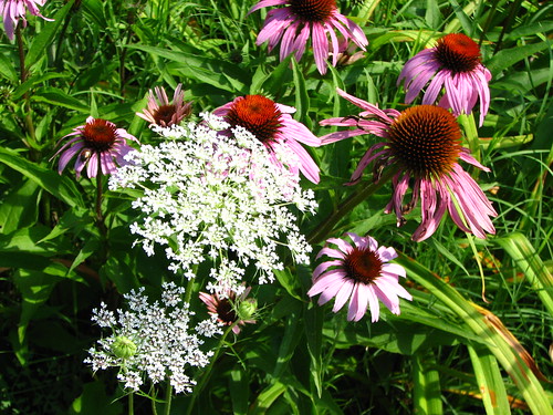 purple coneflowers and Queen Anne's Lace