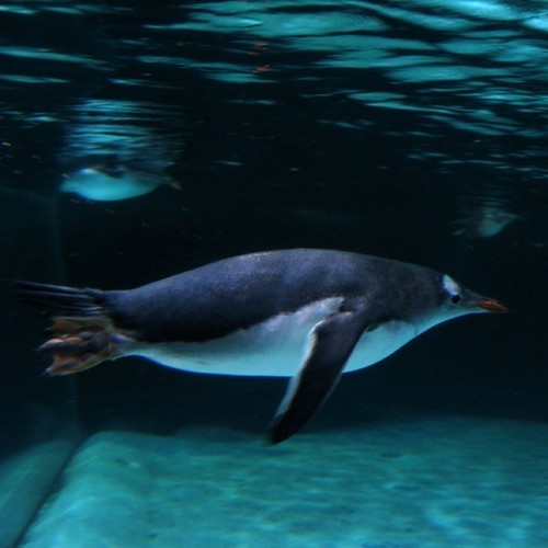 Gentoo penguin by ttze